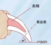 给狗断甲有没有危险 狗断甲的危害