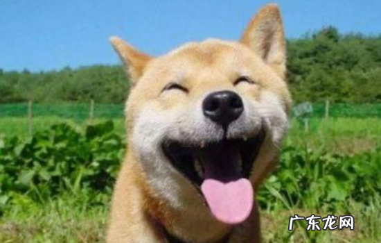 10个月的柴犬还会爆脸吗 柴犬几个月暴脸