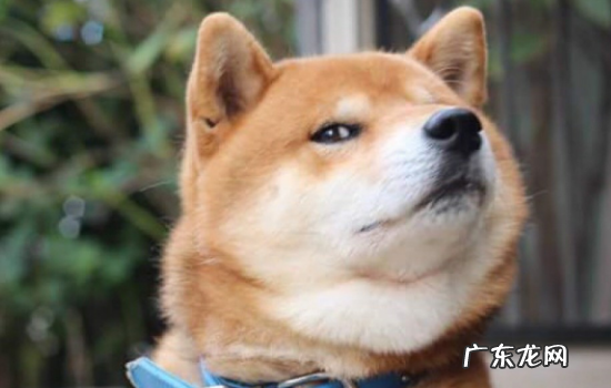 柴犬天生会笑吗 柴犬为什么会笑