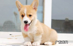 柯基犬怎么看品相?纯种柯基犬体态特征 柯基犬怎么看品相