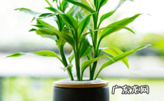 富贵竹放什么位置招财 富贵竹旺财放哪个位置