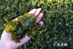 地皮菜清洗绝招,简单又方便