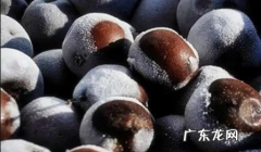东北冻酸梨是什么品种 东北冻梨什么品种梨最正宗