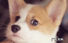 为什么狗咬了我以后就死了 狗咬了我狗却死了
