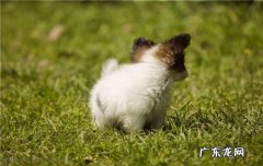 狗咬了人后十天还健康 狗咬人后十天后狗没事