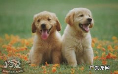 遛狗的时候狗一直在闻 遛狗时狗在闻什么