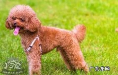 什么狗不脱毛不咬人 什么狗不脱毛