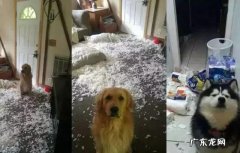适合狗狗玩的玩具 给狗狗选择玩具要注意什么
