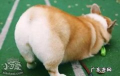狗狗血统证书图片 狗狗血统证书