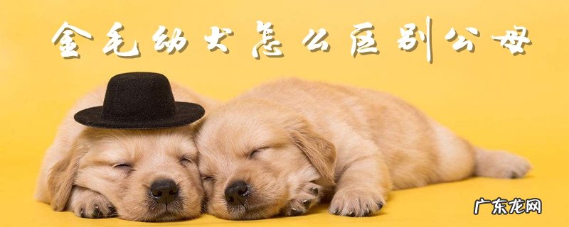 母金毛和公金毛的区别 金毛幼犬怎么区别公母