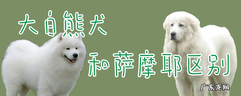 和萨摩耶一样白色大狗 大白熊犬和萨摩耶区别