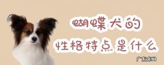 蝴蝶犬有什么特征 蝴蝶犬的性格特点是什么