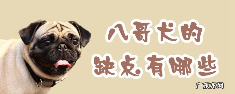 养八哥犬的好处和坏处 八哥犬的缺点有哪些