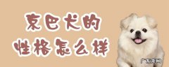 京巴狗的性格特点 京巴犬的性格怎么样