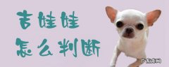 吉娃娃怎么判断品相 吉娃娃怎么判断
