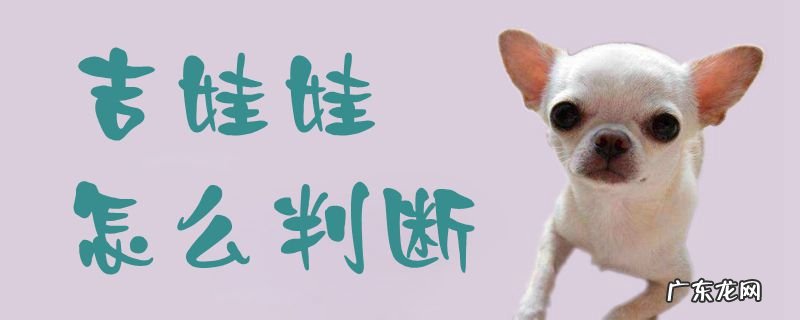 吉娃娃怎么判断品相 吉娃娃怎么判断