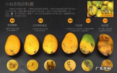芒果有黑色的丝还能吃吗