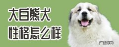 大白熊犬优缺点 大白熊犬性格怎么样