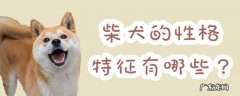 柴犬性格好吗 柴犬的性格特征有哪些