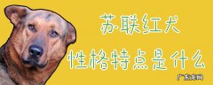 苏联红犬聪明吗 苏联红犬性格特点是什么