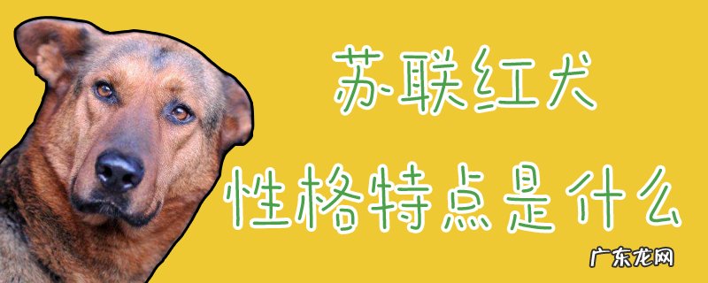 苏联红犬聪明吗 苏联红犬性格特点是什么