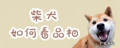 柴犬幼犬怎样挑品相 柴犬如何看品相