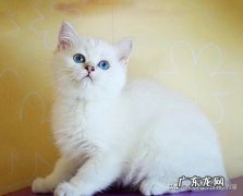 蓝猫和银渐层哪种猫好养 养猫到底是银渐层好还是养蓝白好