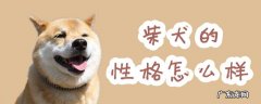 柴犬好不好养?柴犬的性格是怎样的? 柴犬的性格怎么样