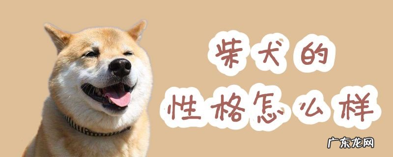 柴犬好不好养?柴犬的性格是怎样的? 柴犬的性格怎么样