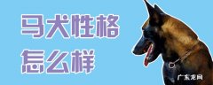 马犬性格怎么样,马犬性格特点介绍 马犬性格怎么样