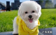 狗是色盲还是色弱 狗为什么是色盲