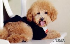 下巴两根须的小狗怎样 为什么每只狗下巴都有几根长须
