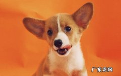 狗狗便血是什么原因?该怎么办 狗狗便血的原因有哪些