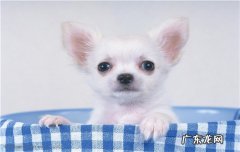狗狗中暑了是什么反应 狗狗为什么会中暑