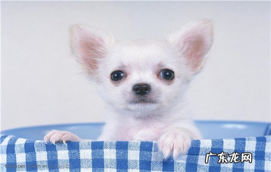 狗狗中暑了是什么反应 狗狗为什么会中暑