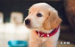狗狗吃什么会呕吐 狗狗呕吐食物是什么原因
