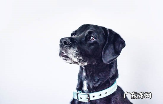 狗狗过敏症状多久会好 狗狗过敏症状