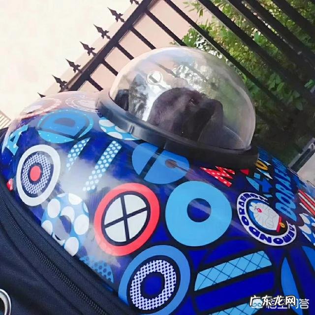 我家猫一开门就往外跑 怎么防止小猫一开门就往外跑