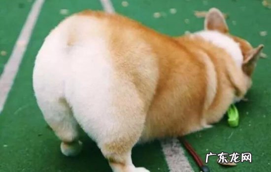狗狗体外驱虫点滴位置图片 狗狗体外驱虫点滴位置