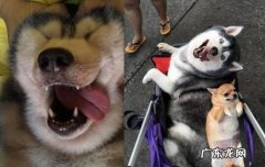 哈士奇多大就不调皮了 哈士奇为什么这么调皮