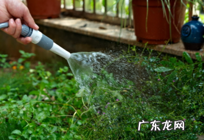 热水放凉了可以浇花吗 开水放冷了可以浇花吗
