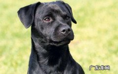 梗与犬有什么区别 火梗犬的特点