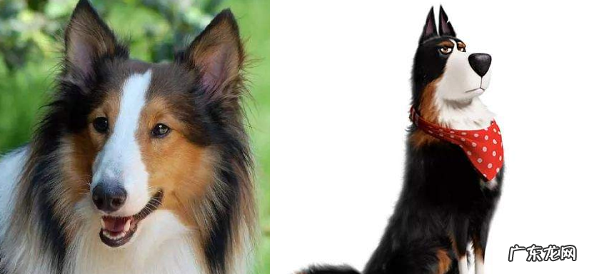 爱宠大机密2鲁叔什么犬 爱宠大机密2农场鲁叔是什么狗