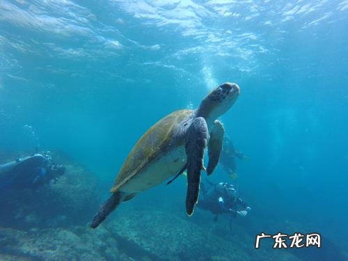 海龟是不是长寿的海洋生物