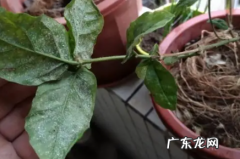 花长虫子白色的虫子怎么去除 花里的白色的虫子怎么治