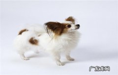 狗狗挠出血了怎么办 狗挠红了没出血怎么办