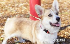 从小断尾的狗是什么狗 断尾的是什么品种狗狗