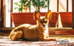 网上买狗需要问什么 在淘宝上买狗都需要什么