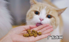 猫咪不爱吃东西怎么办 猫咪啥都不爱吃怎么办