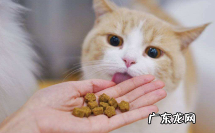 猫咪不爱吃东西怎么办 猫咪啥都不爱吃怎么办